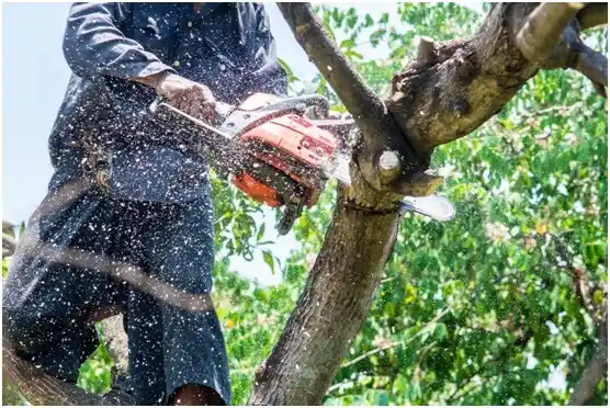 tree services Morrisdale